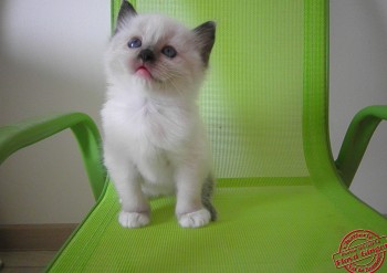 mâle seal point-mitted avec